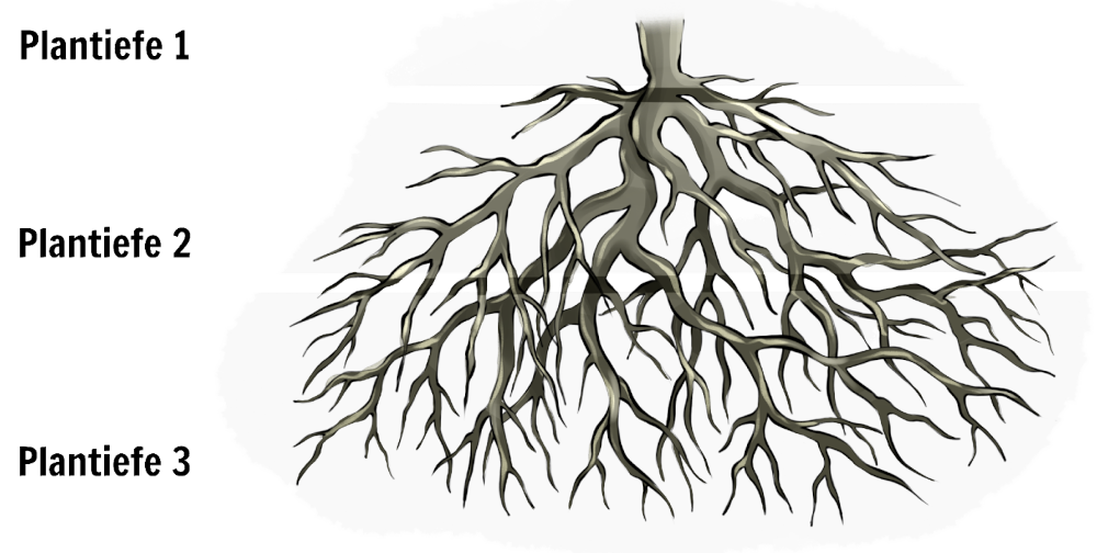 Grafik zu Plantiefen (im Vergleich mit den Wurzeln eines Baumes)