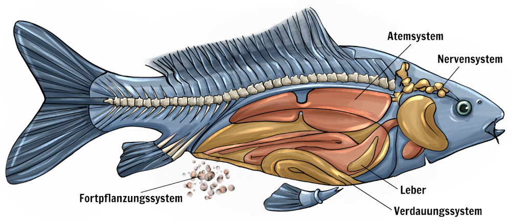 Definition: Teil & Faktor, Hauptfaktoren, Subsysteme am Beispiel Fisch (Atemsystem, Nervensystem, Fortpflanzungssystem, Leber, Verdauungssystem)